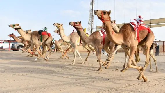 بطولة الكويت الدولية السنوية الـ24 لسباقات الهجن