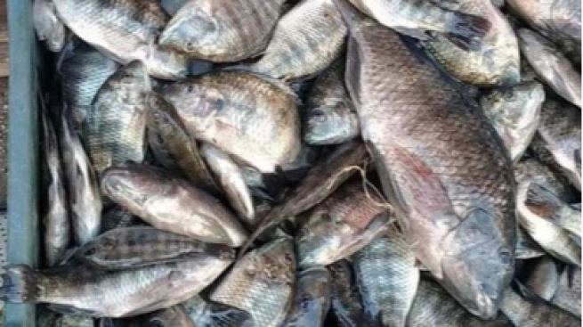 السمك البلطي