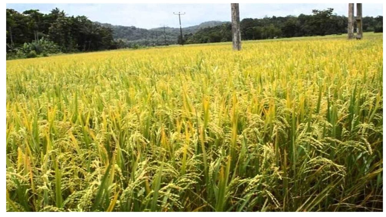 انطلاق موسم توريد محصول الأرز الشعير فى بور سعيد